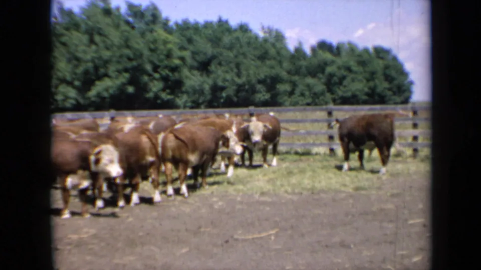 1964 Kansas 8mm still showing cattle at the edge of a dusty enclosure with a fence and leafy trees beyond.