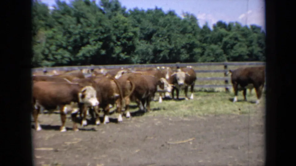 1964 Kansas farm frame showing a brown and white cattle herd spread across a fenced paddock beneath a bright sky.