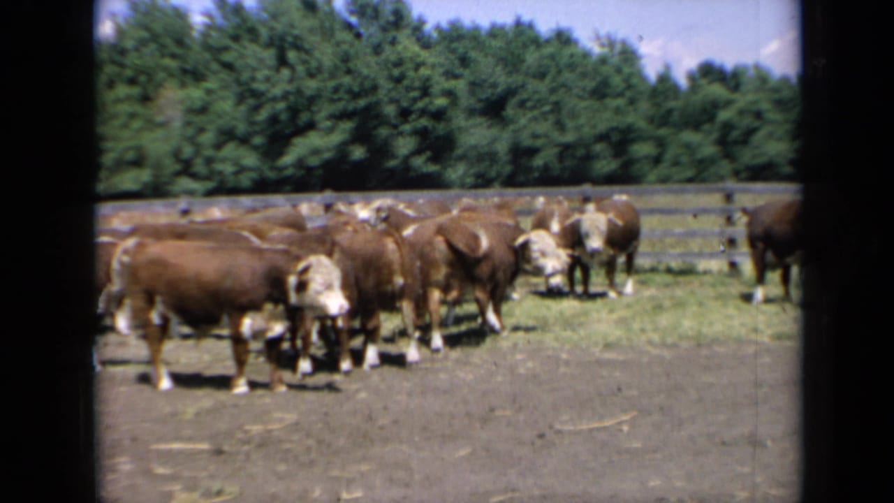 1964 Kansas 8mm frame showing brown and white Hereford cattle in a dirt and grass pasture backed by trees.