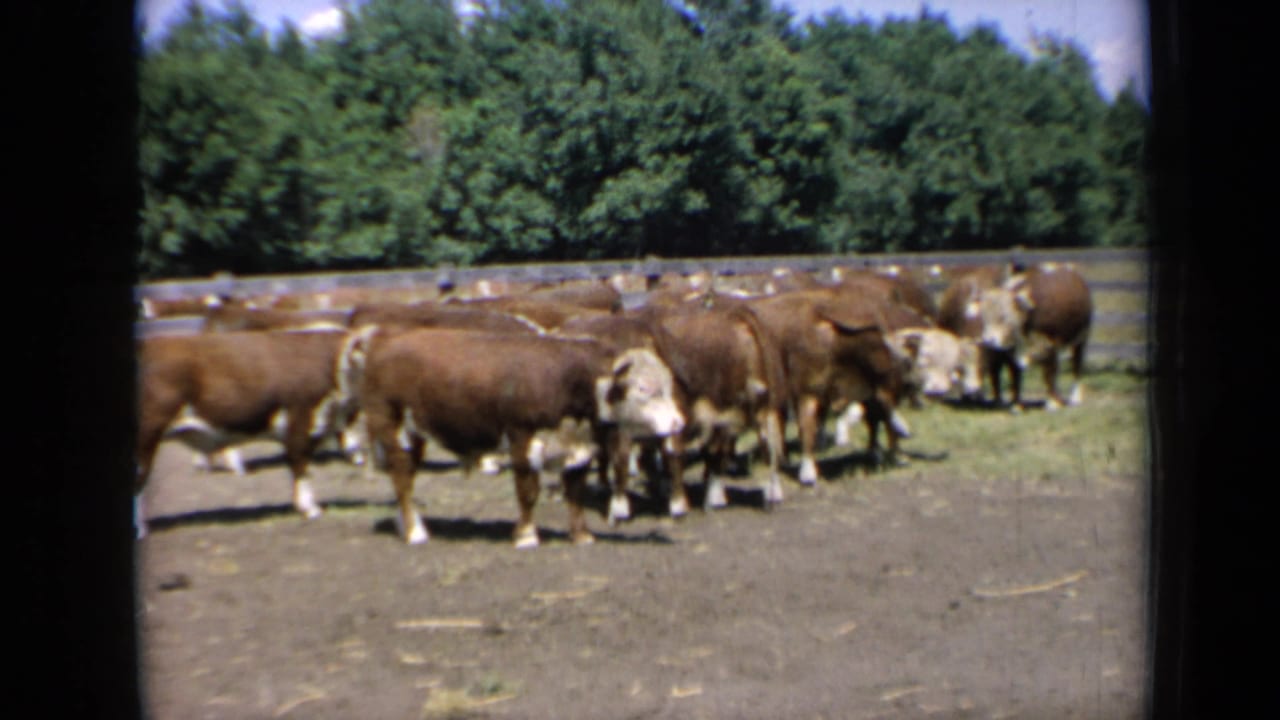 A herd of cattle stands and moves slowly in a fenced enclosure.