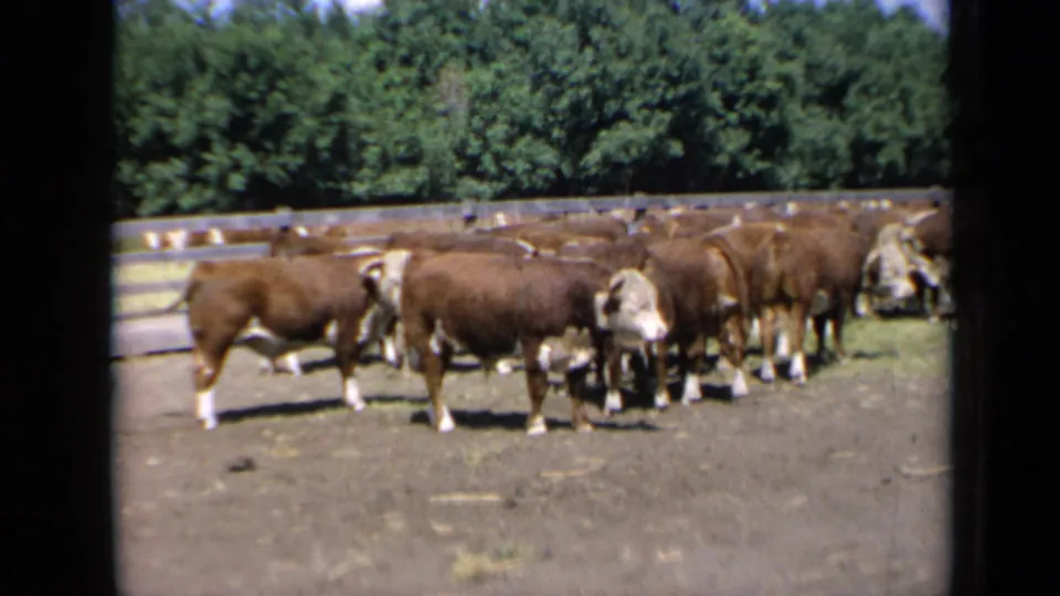 1964 Kansas 8mm still of Hereford cattle grouped in a pasture, with fence rails and dense summer trees behind them.