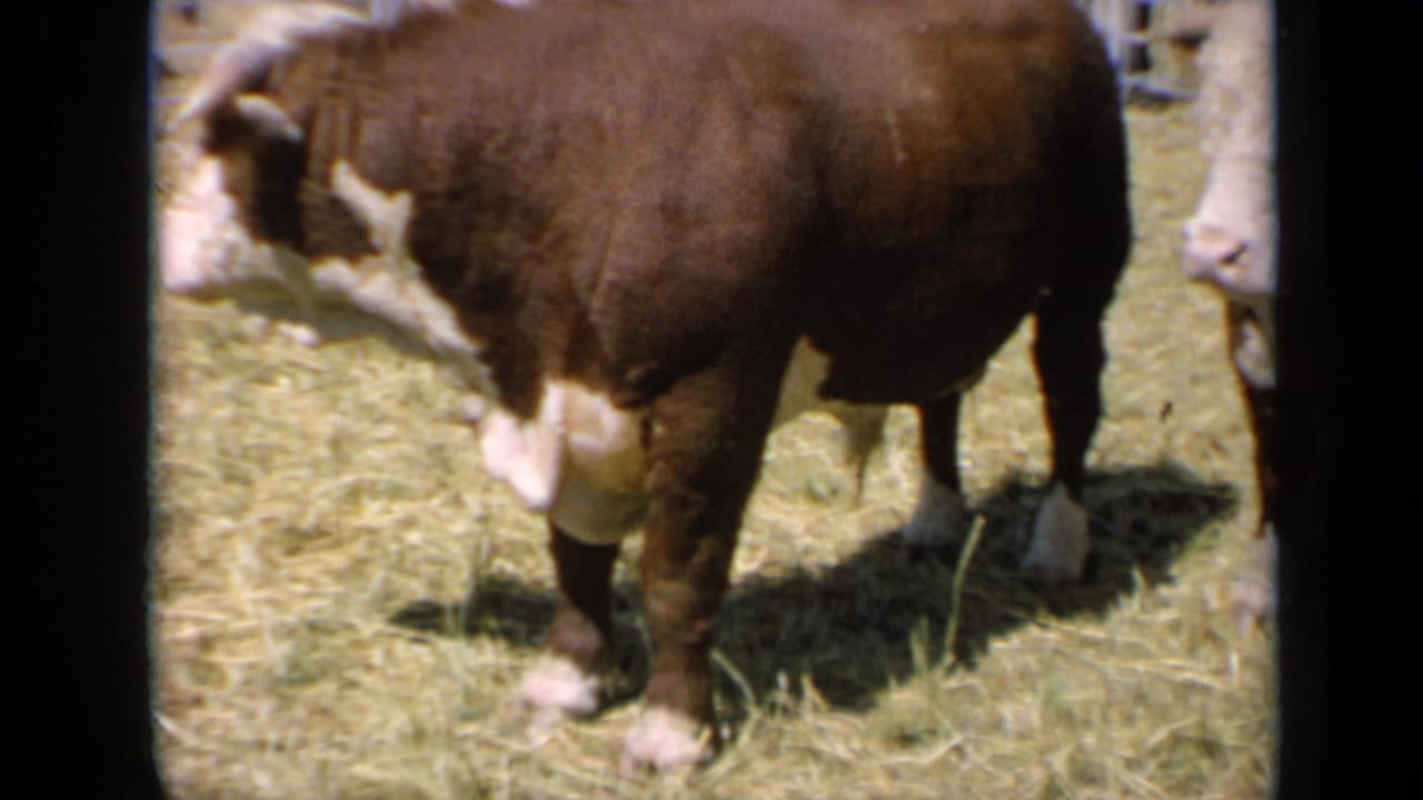1964 Kansas 8mm frame showing brown-and-white Hereford cattle in a fenced pen with hay underfoot and cars beyond the enclosure.