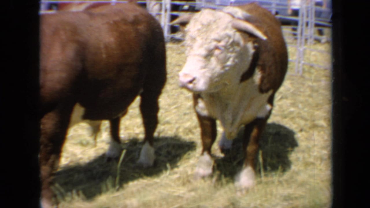 1964 Kansas 8mm frame with a horned Hereford facing forward while another brown-and-white animal stands beside it in a metal pen.