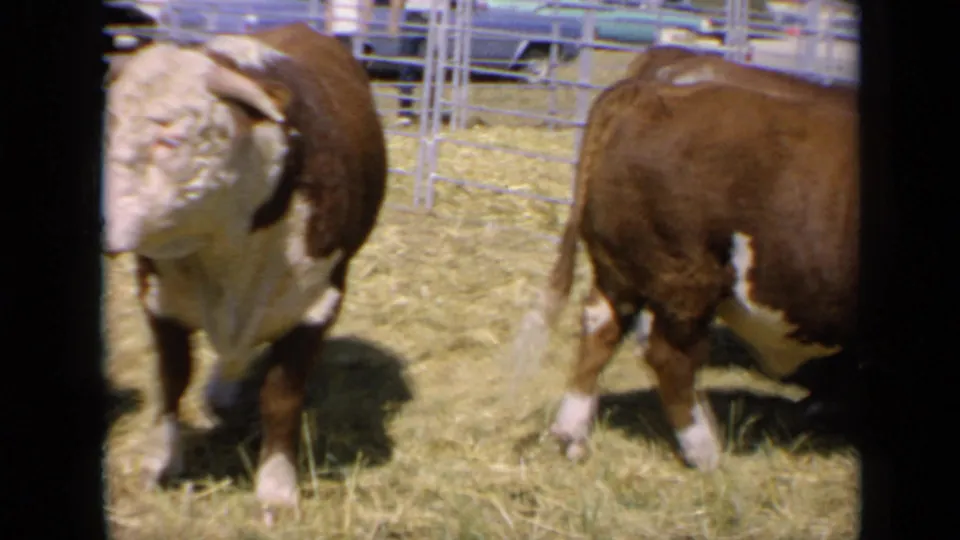 1964 Kansas 8mm frame showing a white-faced Hereford near the camera, with a second animal and metal fencing behind it.
