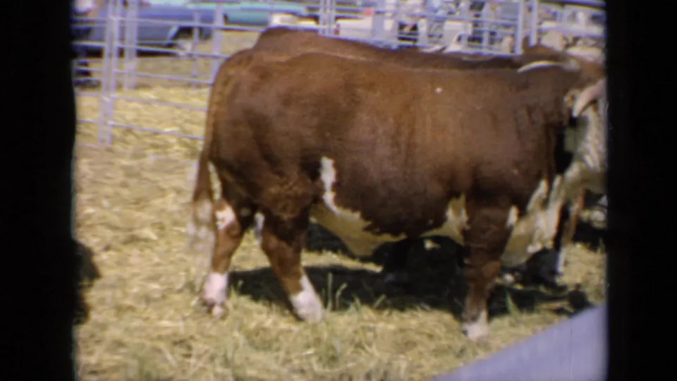 1964 Kansas 8mm frame showing a side view of a brown-and-white Hereford in a metal fenced pen, with hay and railings visible.