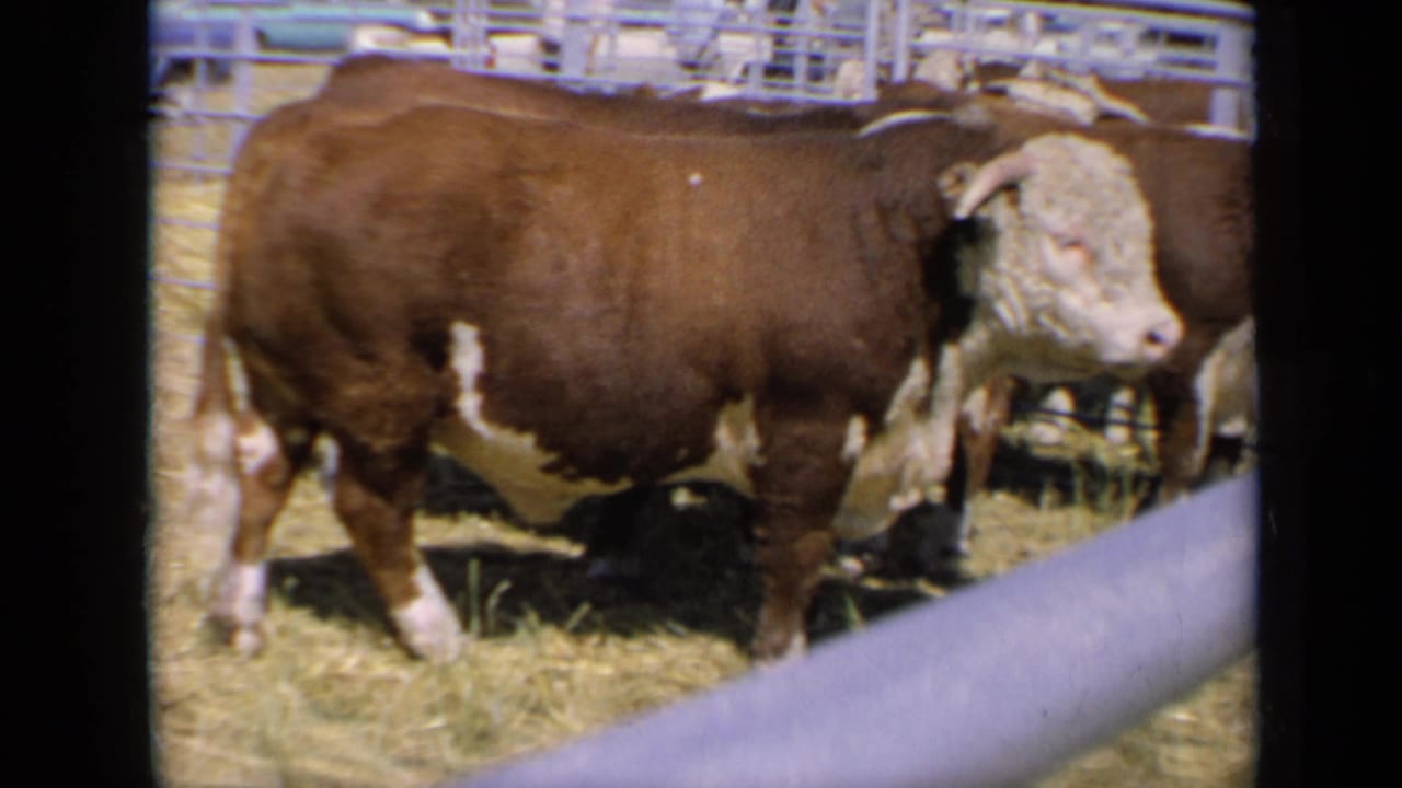 1964 Kansas 8mm frame showing a Hereford bull in profile inside a hay-covered livestock-show pen with other cattle behind it.