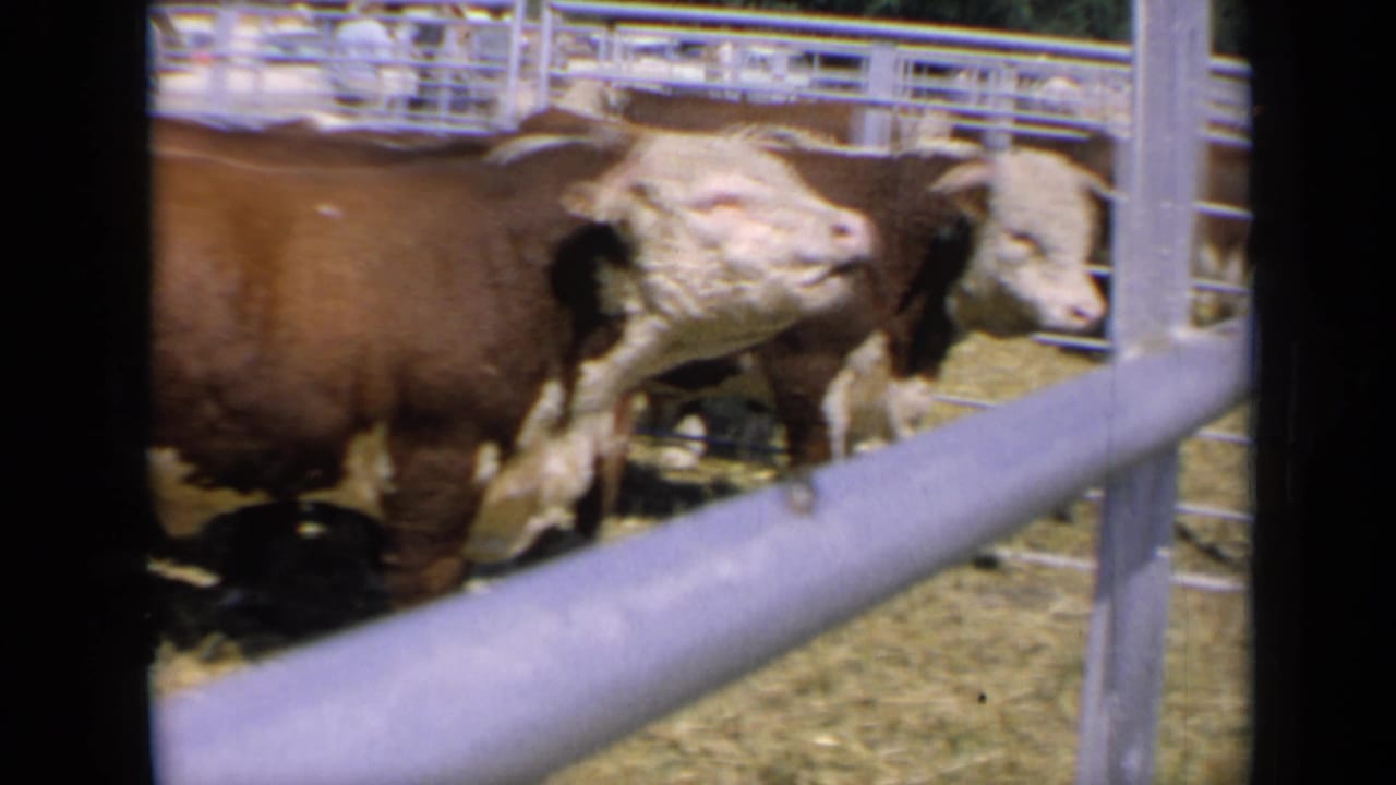 1964 Kansas home-movie frame of a Hereford bull turning its head in a fenced livestock pen, with another cow partly visible nearby.