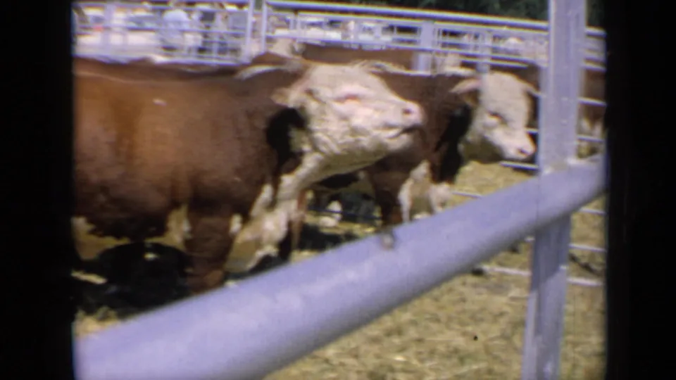1964 Kansas home-movie frame of a Hereford bull turning its head in a fenced livestock pen, with another cow partly visible nearby.
