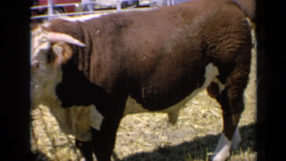 Close 1964 Kansas 8mm view of the Hereford bull's side as it moves through the livestock pen, with straw and rail shadows visible.