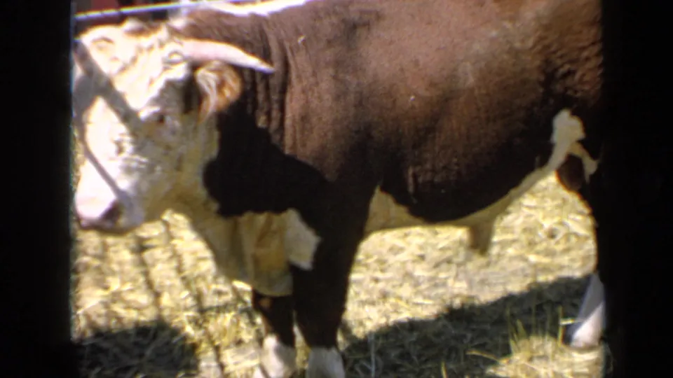 1964 Kansas frame showing the Hereford bull close to the camera beside a metal pen rail, with its white face partly overexposed in sunlight.