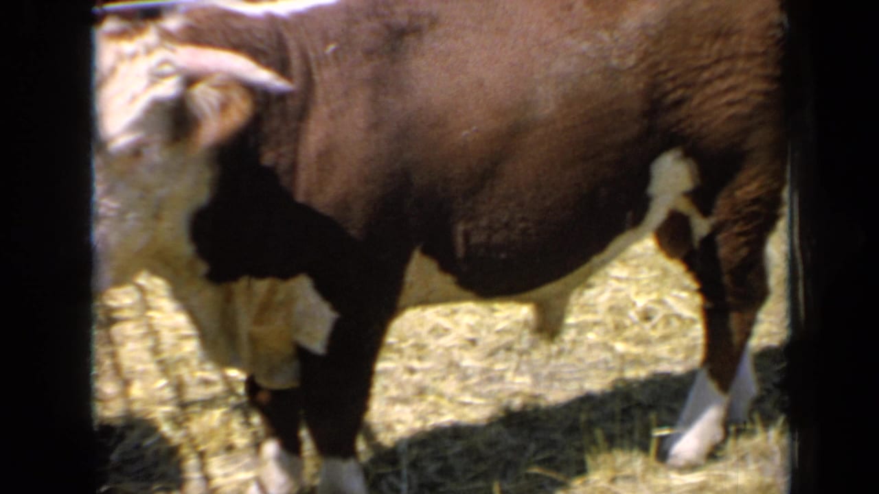 1964 Kansas 8mm frame showing a white-faced Hereford bull standing in bright sun on hay inside a fenced corral.