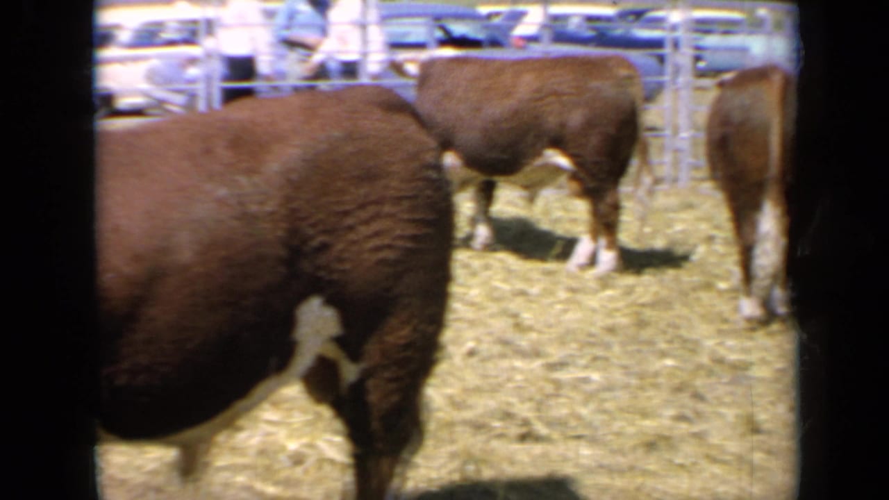 Several Hereford cattle stand in a fenced corral with cars beyond.