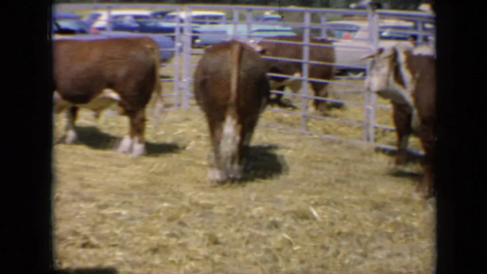1964 Kansas 8mm frame showing Hereford cattle from rear and side angles inside a hay-covered corral with fencing behind.