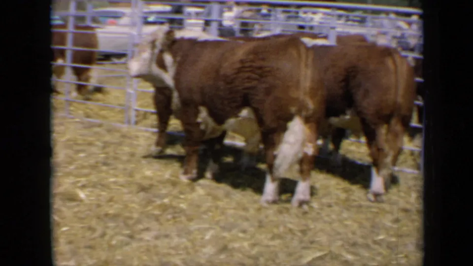 1964 Kansas 8mm frame with two Hereford cattle standing near metal rails on hay-covered ground in bright daylight.