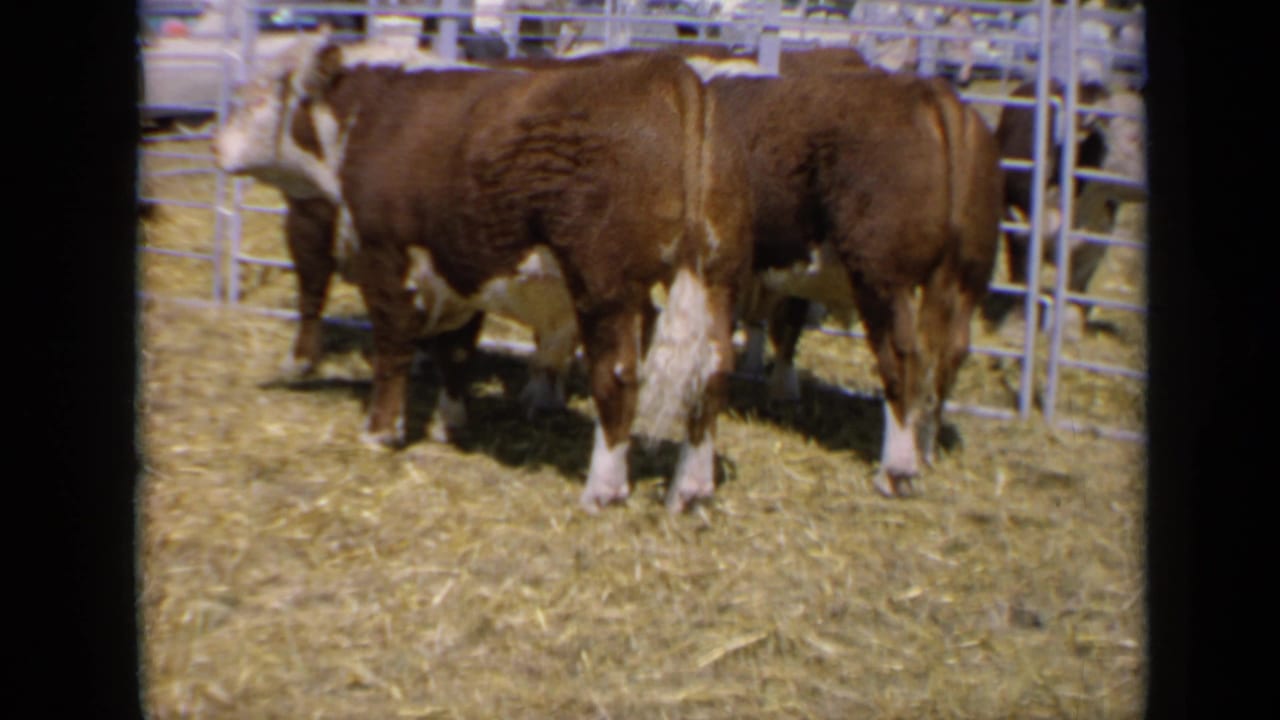 Several Hereford cattle stand in a straw-covered fair pen behind metal railings.