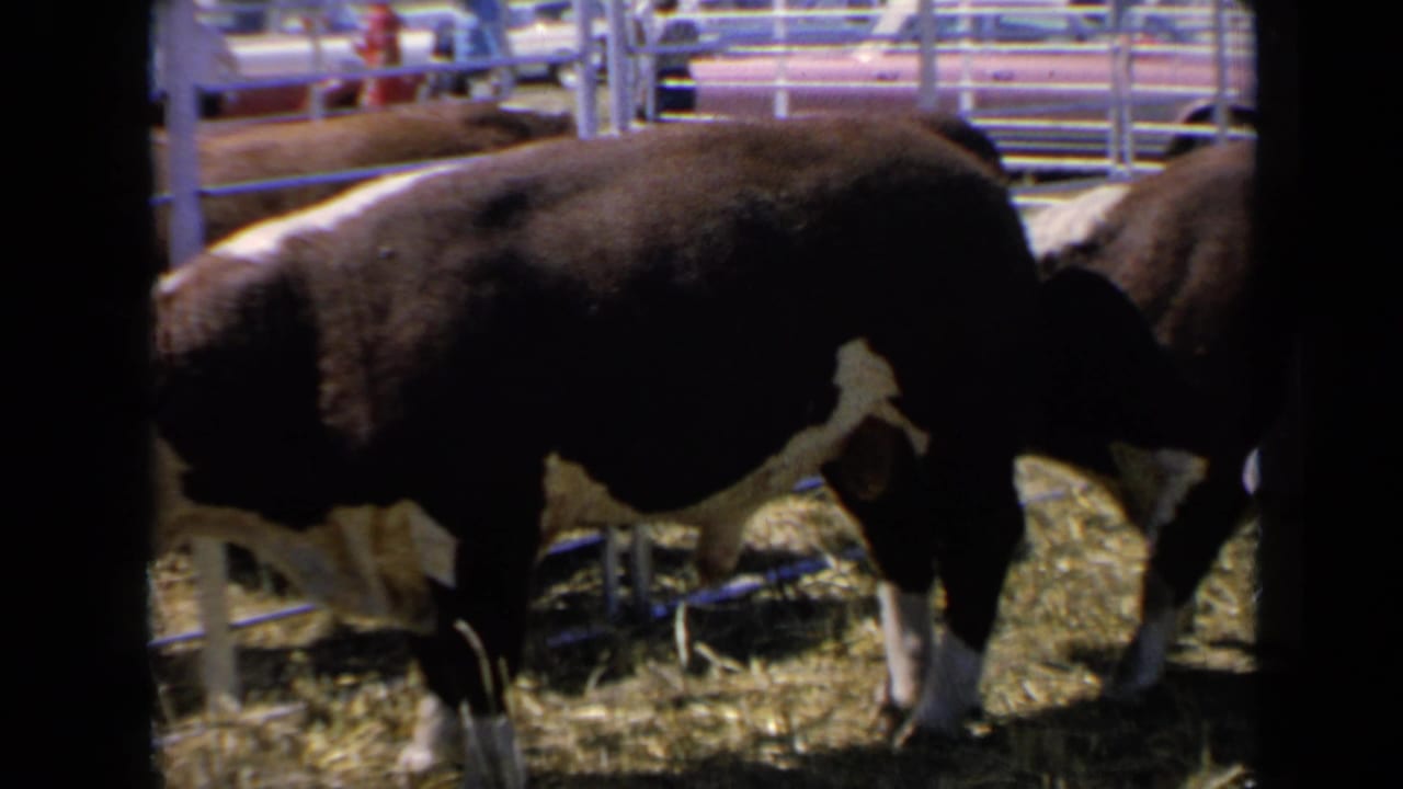 A brown and white cow lowers its head near the railings of a fair pen.
