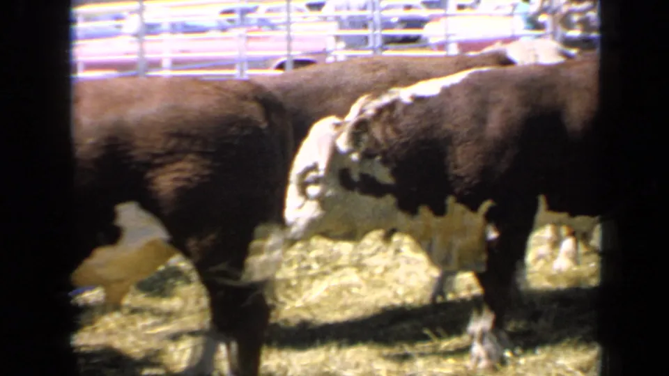 Brown and white cattle move through a straw-covered pen at a 1964 Kansas fair, partly obscured by dark frame edges.