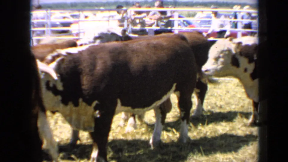Hereford cattle stand in a Kansas county fair pen while spectators and parked cars are visible beyond the metal railings.