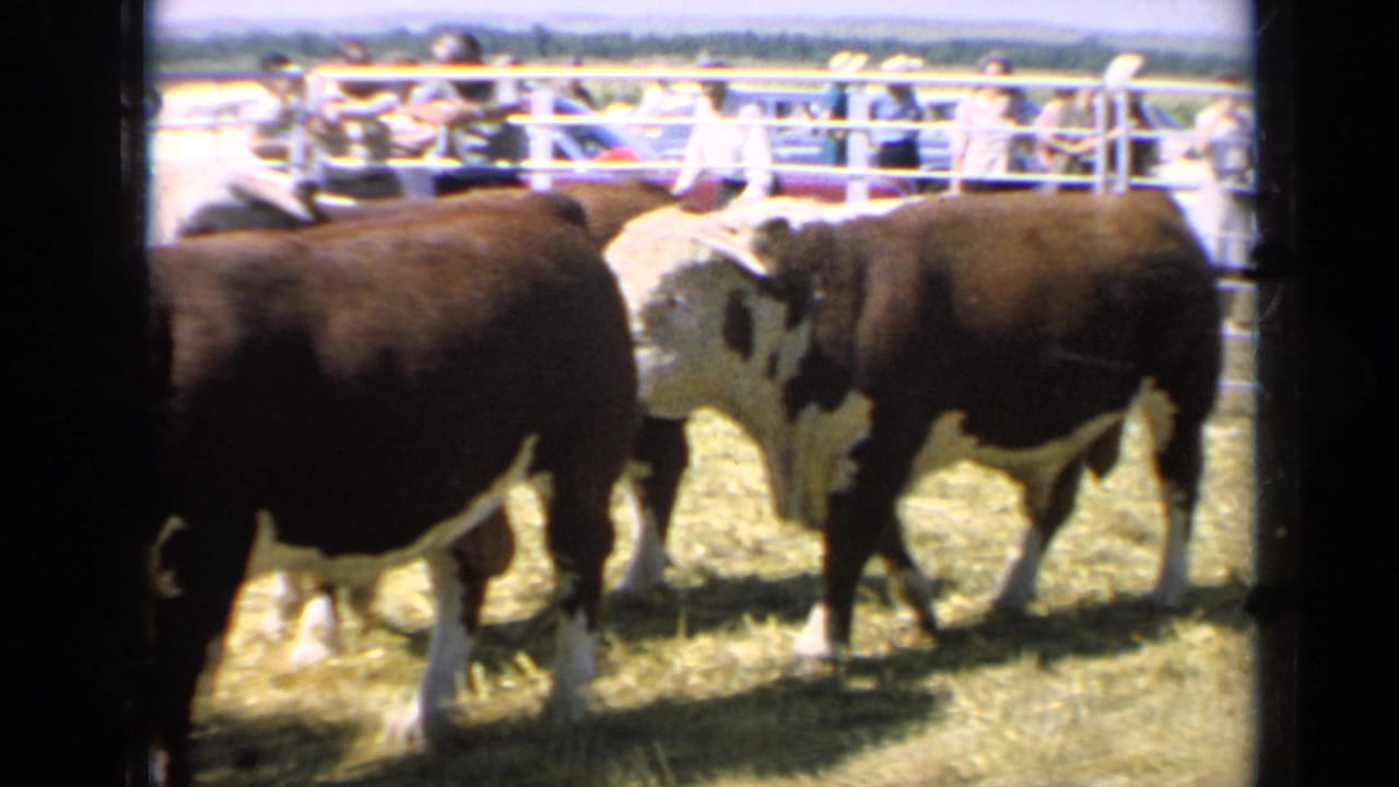 Kansas 1964 home-movie frame of white-faced bulls in a sunny livestock corral with spectators and cars beyond the fence.