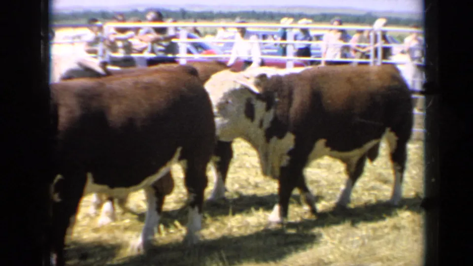 Kansas 1964 home-movie frame of white-faced bulls in a sunny livestock corral with spectators and cars beyond the fence.
