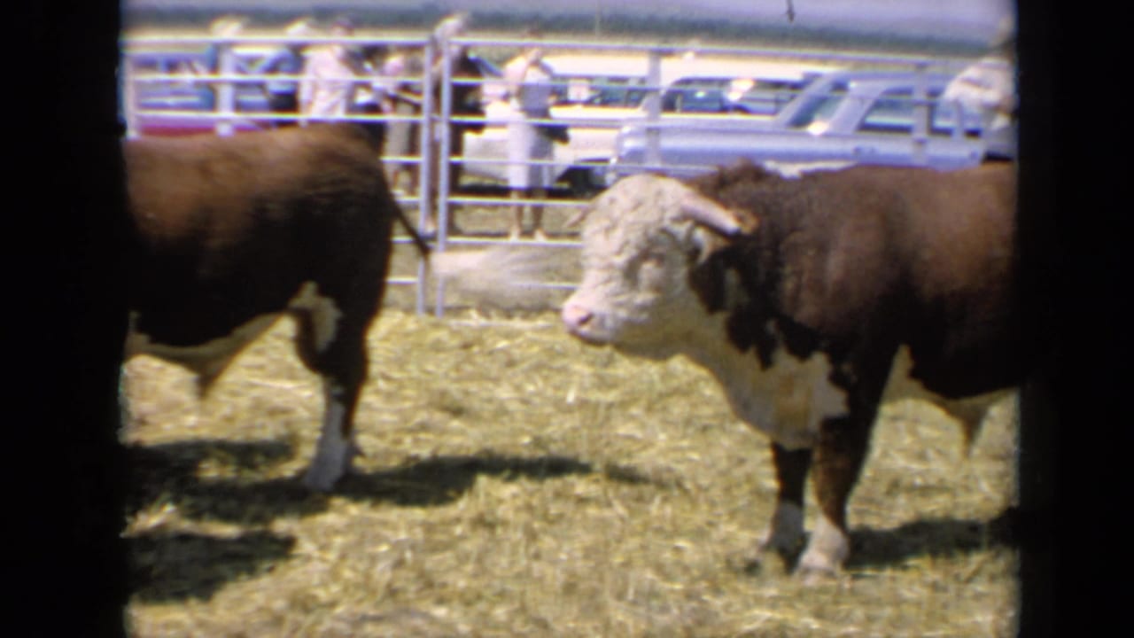 A white-faced auburn bull stands in a sunny Kansas livestock pen, with fairgoers and parked cars visible beyond the rails.