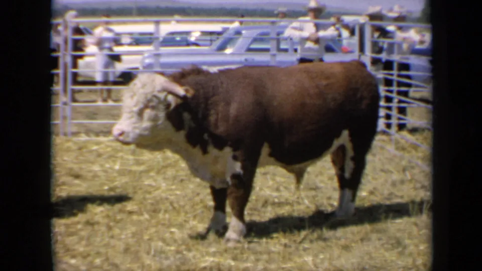 Kansas 1964 frame showing a stocky auburn-and-white bull standing broadside in a sunlit livestock show pen.