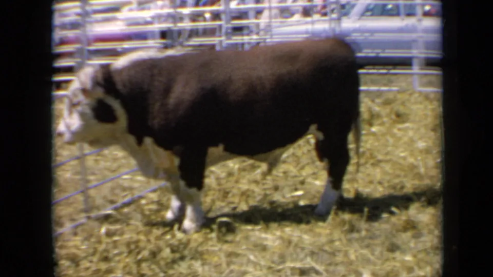 A 1964 Kansas home-movie frame captures a white-faced bull standing in profile inside a sunny livestock corral.