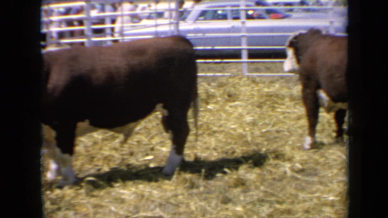 Brown and white bull standing in a straw-covered pen near metal rails.