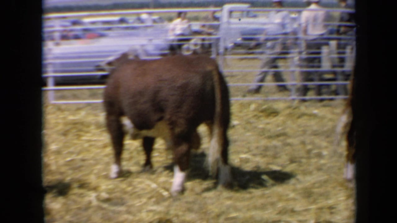 A bull stands facing away in a Kansas livestock pen while spectators and parked cars appear behind the metal fence.