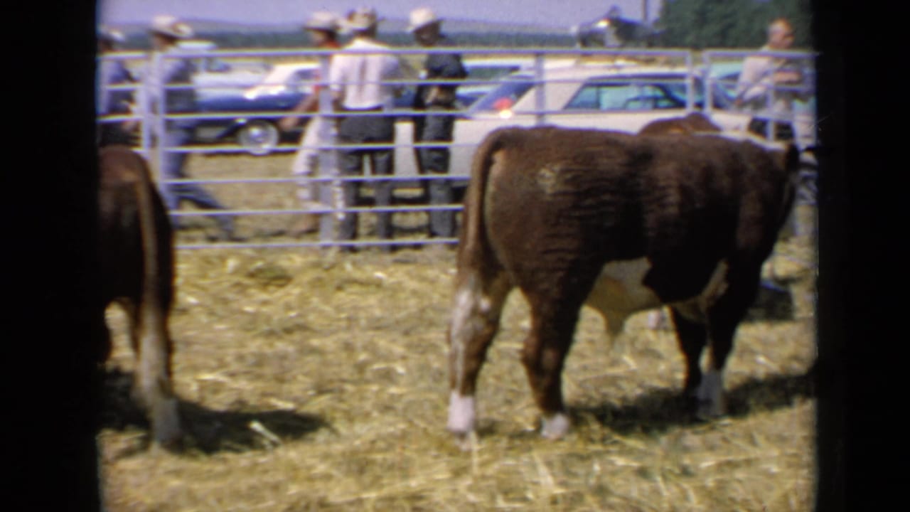A side view of a brown bull in a Kansas livestock pen, with visitors and classic cars visible beyond the rail fence.