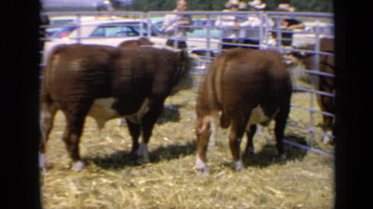 Two brown bulls stand in a Kansas livestock pen near metal rails, with fair visitors and parked cars in the background.