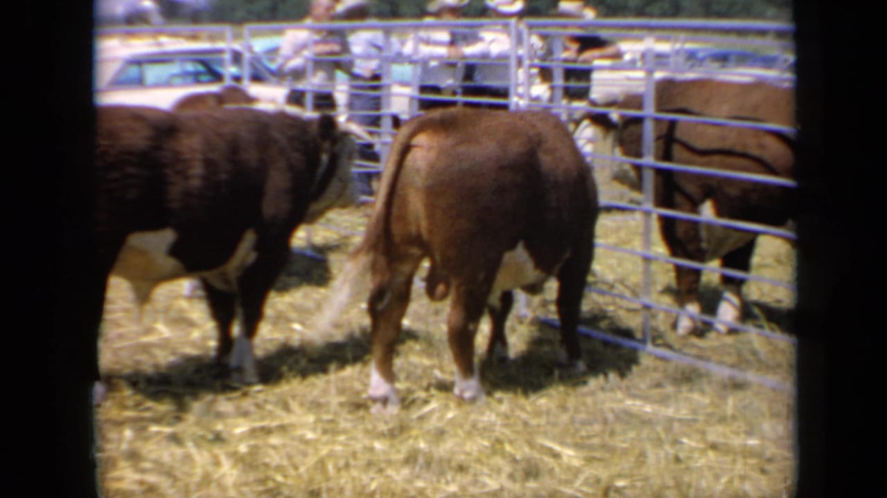 Hereford cattle in metal pens with straw on the ground and spectators beyond the railings.