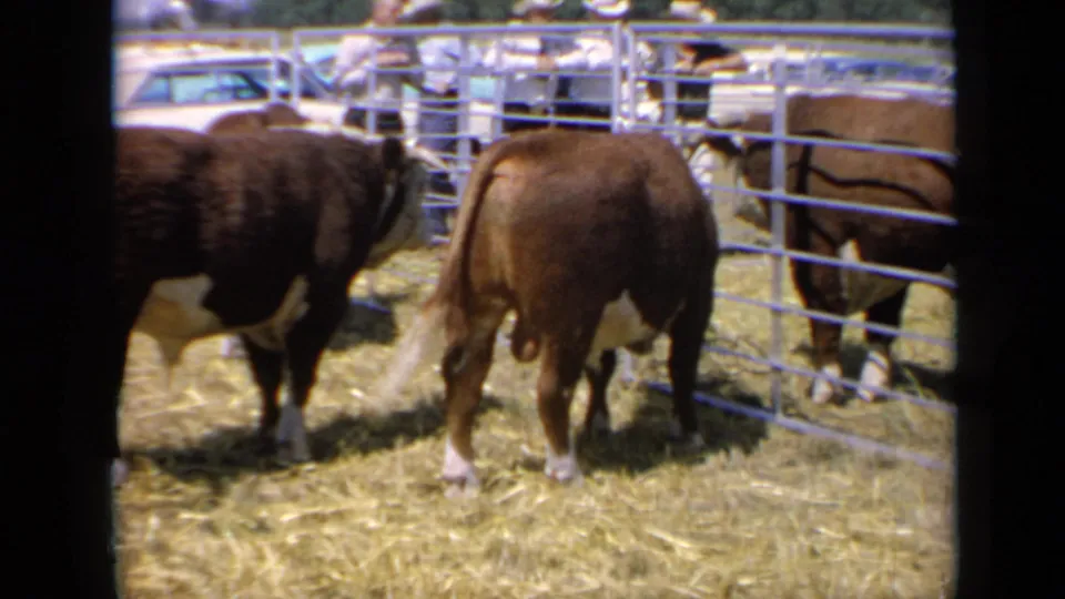 1964 Kansas county fair footage showing Hereford cattle in fenced pens, with straw underfoot and visitors and cars in the background.