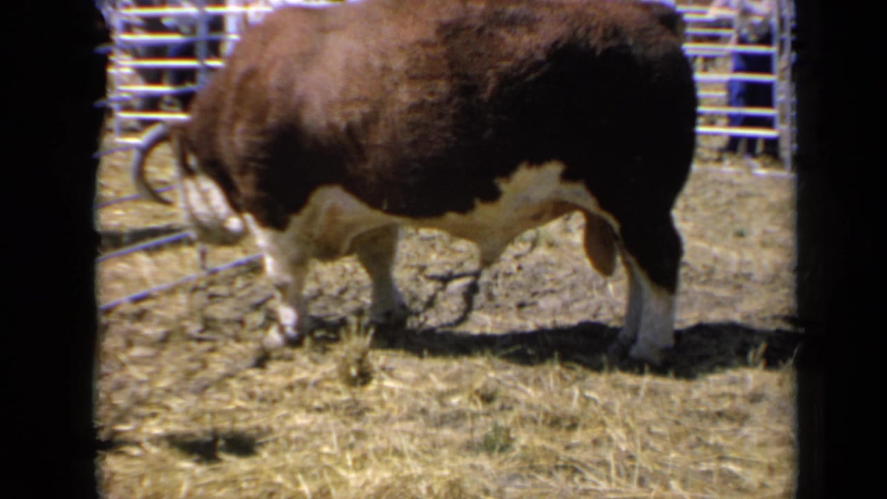 Brown-and-white Hereford bull standing sideways in a fenced pen on straw and dirt.