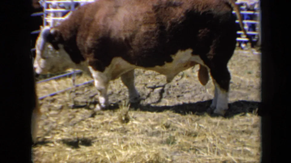 The Hereford bull lowers its head near the fence inside the Kansas fair pen, with visible 8mm grain and dark frame edges.