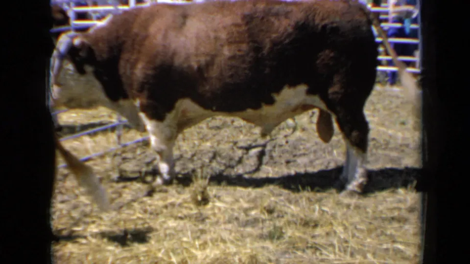 A broadside view of the Hereford bull in the 1964 Kansas county fair pen, framed by metal rails and visible home-movie borders.