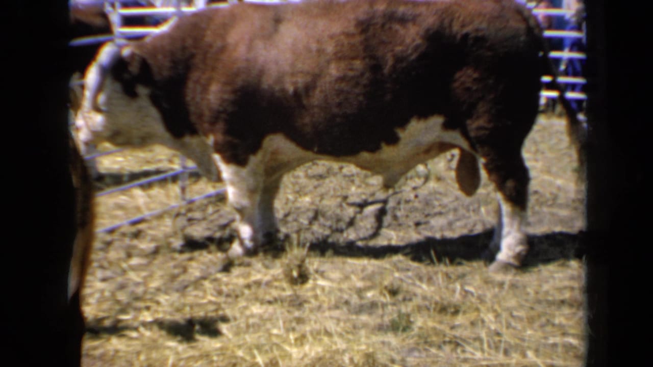 1964 Kansas 8mm frame of a Hereford bull standing side-on behind metal rails at a livestock show.