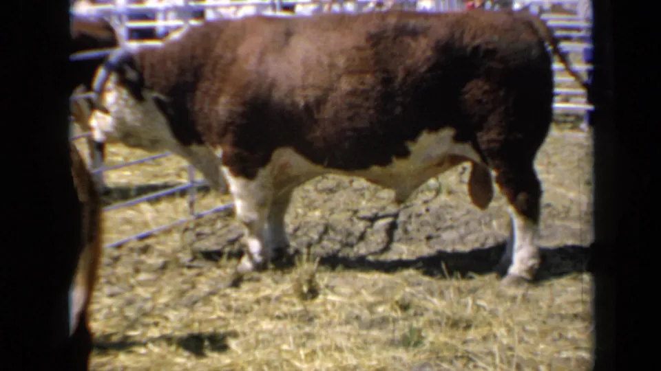 Hereford bull in a Kansas livestock pen, filmed in 1964 with metal rails and dry ground visible behind it.