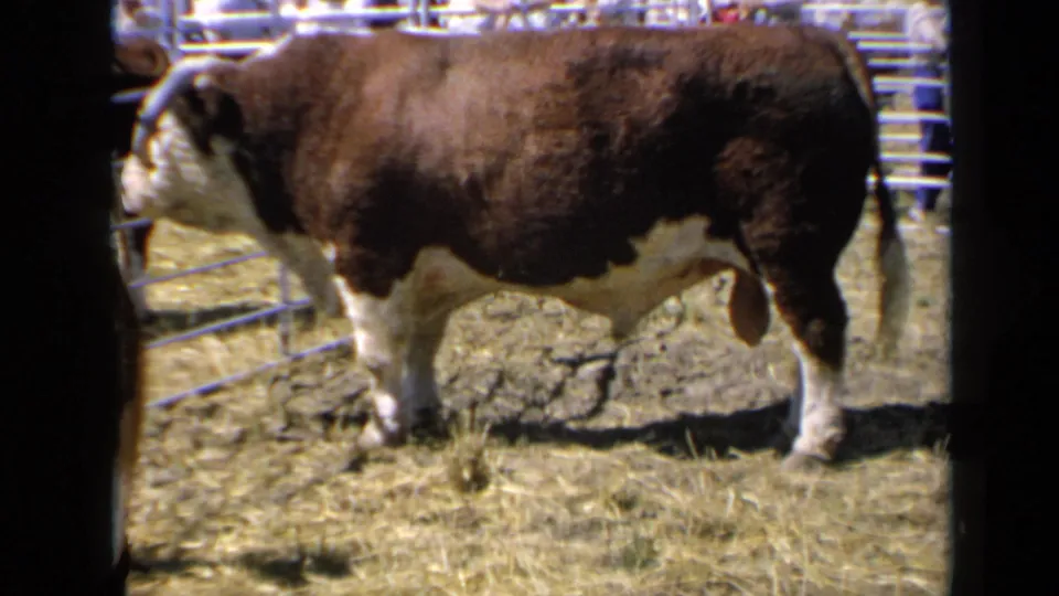 1964 Kansas home-movie frame showing a brown and white Hereford bull in profile near metal livestock fencing.