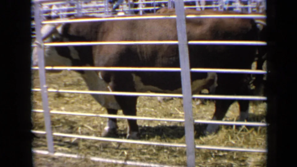 Hereford bull partly hidden by livestock fencing in a 1964 Kansas 8mm show-pen view.