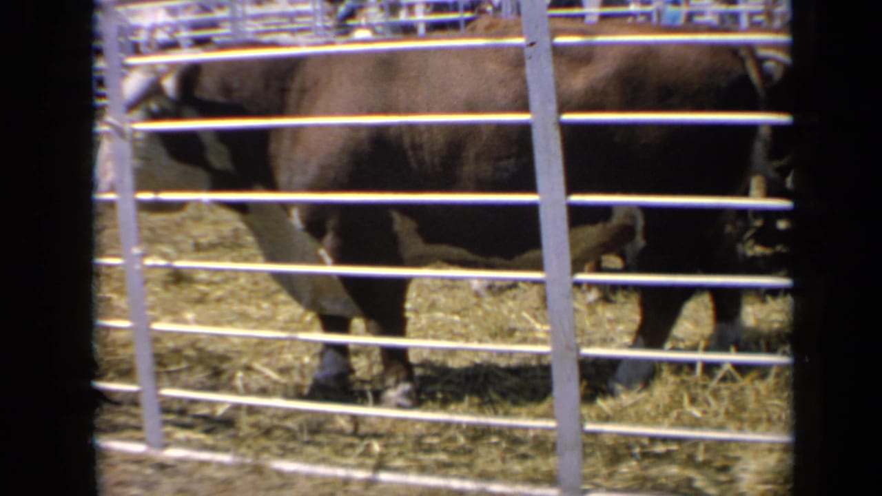 A brown-and-white cow stands behind white metal fencing in a Kansas livestock pen, seen in 1964 8mm home-movie footage.