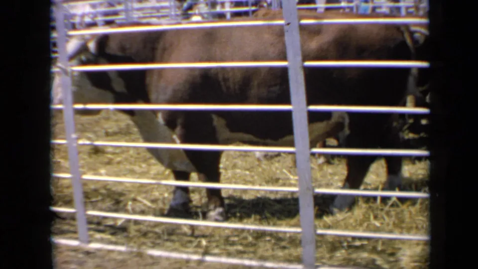 A brown-and-white cow stands behind white metal fencing in a Kansas livestock pen, seen in 1964 8mm home-movie footage.