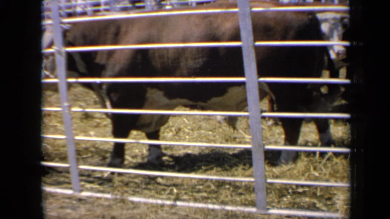 Cow behind horizontal metal bars with its head partly turned toward the camera.