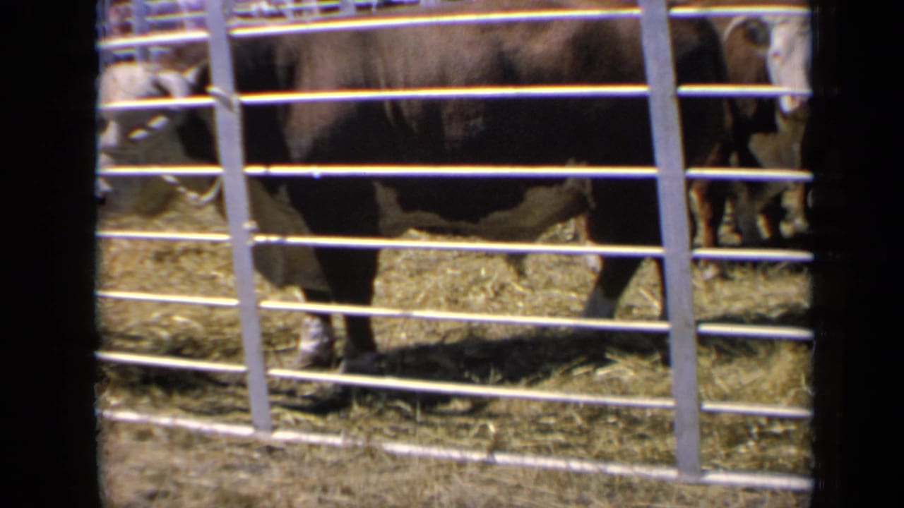 A side view shows the cow standing in the fenced livestock pen, with straw underfoot and another animal partly visible nearby.