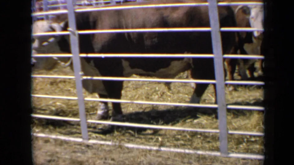 A side view shows the cow standing in the fenced livestock pen, with straw underfoot and another animal partly visible nearby.
