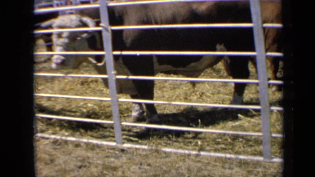 The cow looks through the white metal rails toward the camera, with its face visible in the Kansas 1964 livestock-pen footage.