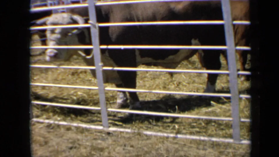 The cow looks through the white metal rails toward the camera, with its face visible in the Kansas 1964 livestock-pen footage.