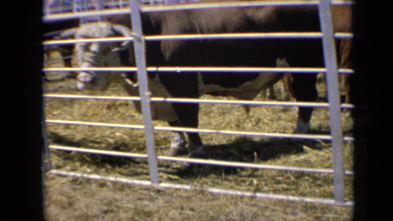 Brown-and-white bull partly seen behind a metal livestock gate on hay.