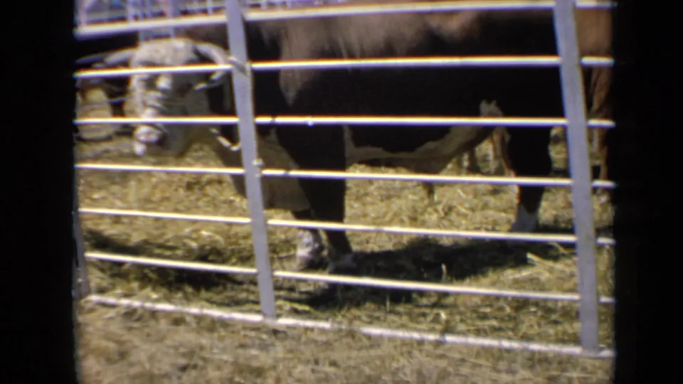 Kansas 1964 8mm frame showing a horned brown-and-white bull partly obscured by metal pen rails in a hay-filled livestock area.
