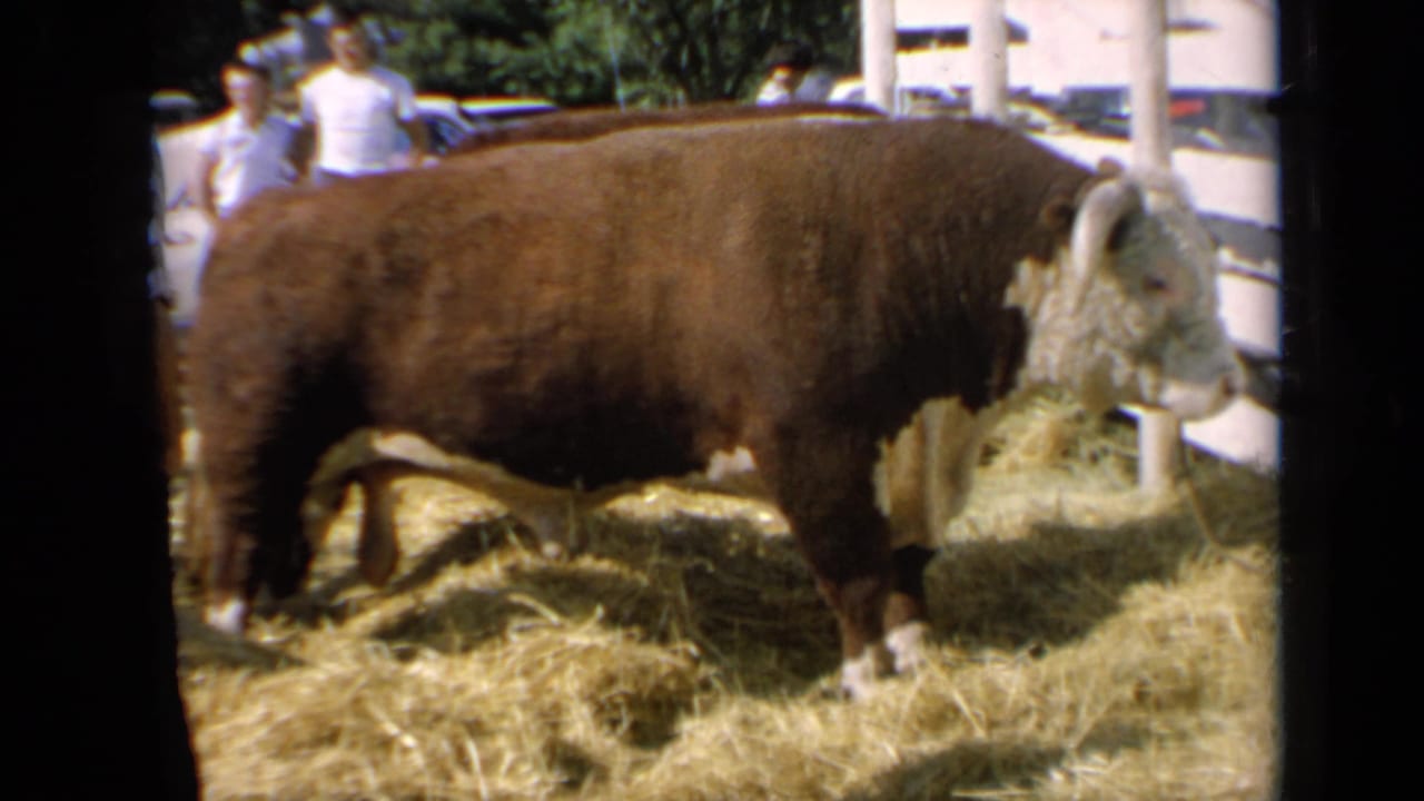 Large horned bull stands in a hay pen with visitors behind it.